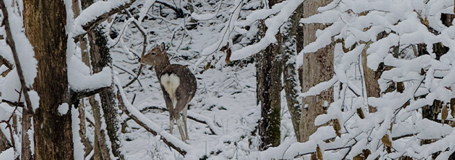 狩猟体験、狩猟ガイド・アテンド