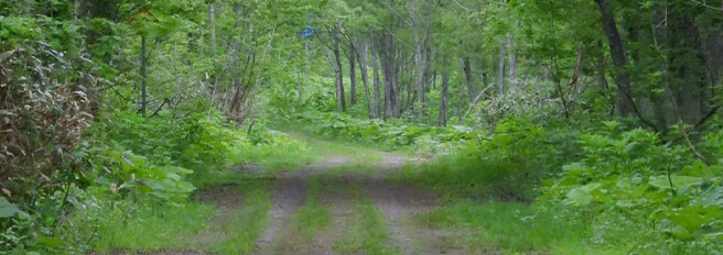 森林ウォーキング体験